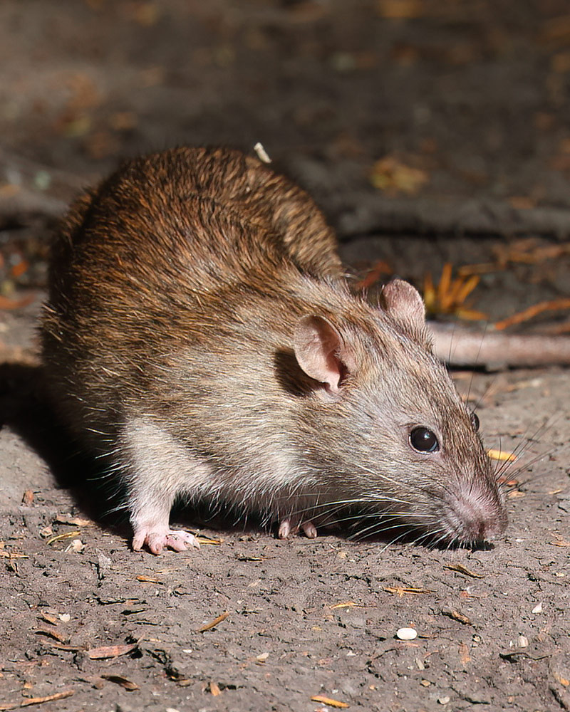 Brown rat